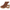 Andie Tan Calf