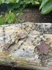 Agate Star/ Pyrite