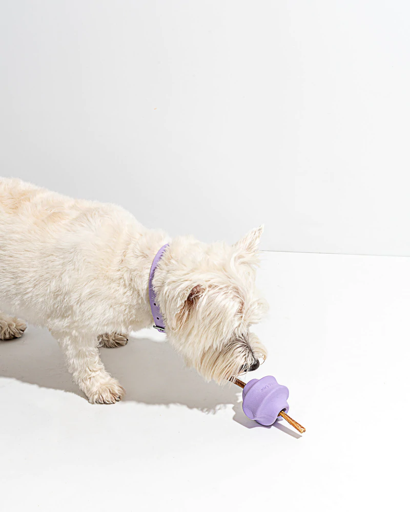 Wild One Twist Toss Dog Toy - Lilac dog playing
